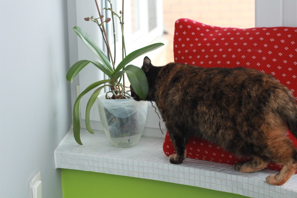 Завтрак на траве