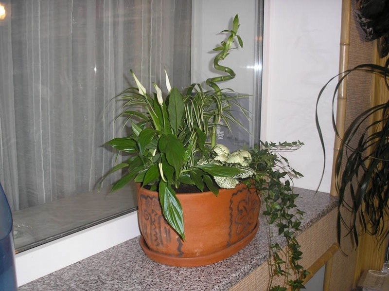 Озеленение интерьера