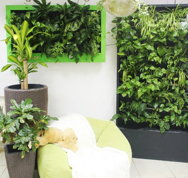 Обложка проекта: Фитокартины