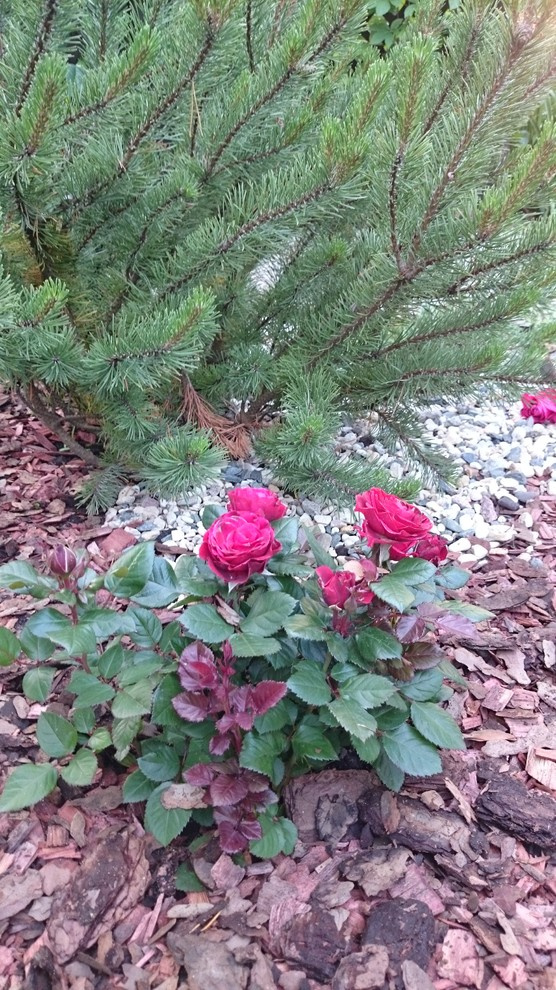 Элемент розария