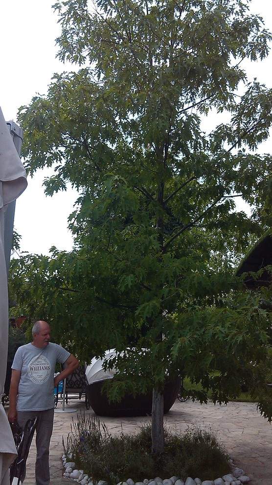 Домик среди старых дач