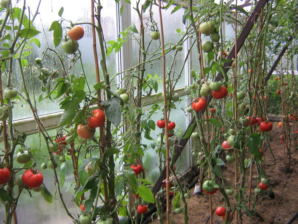 эко агротехника