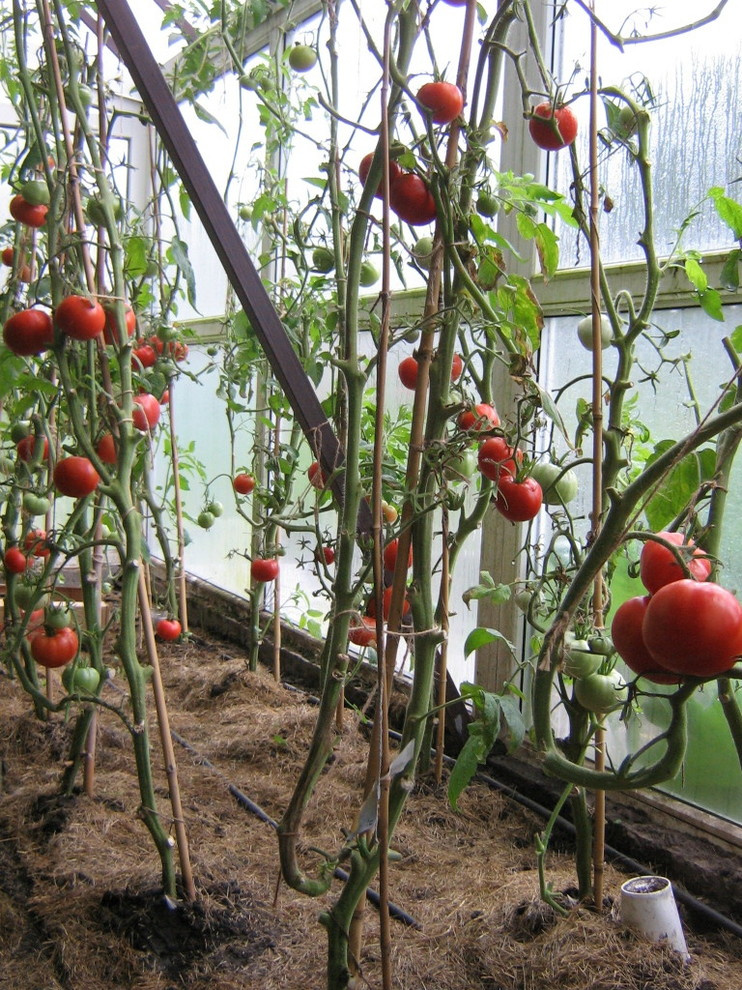 эко агротехника