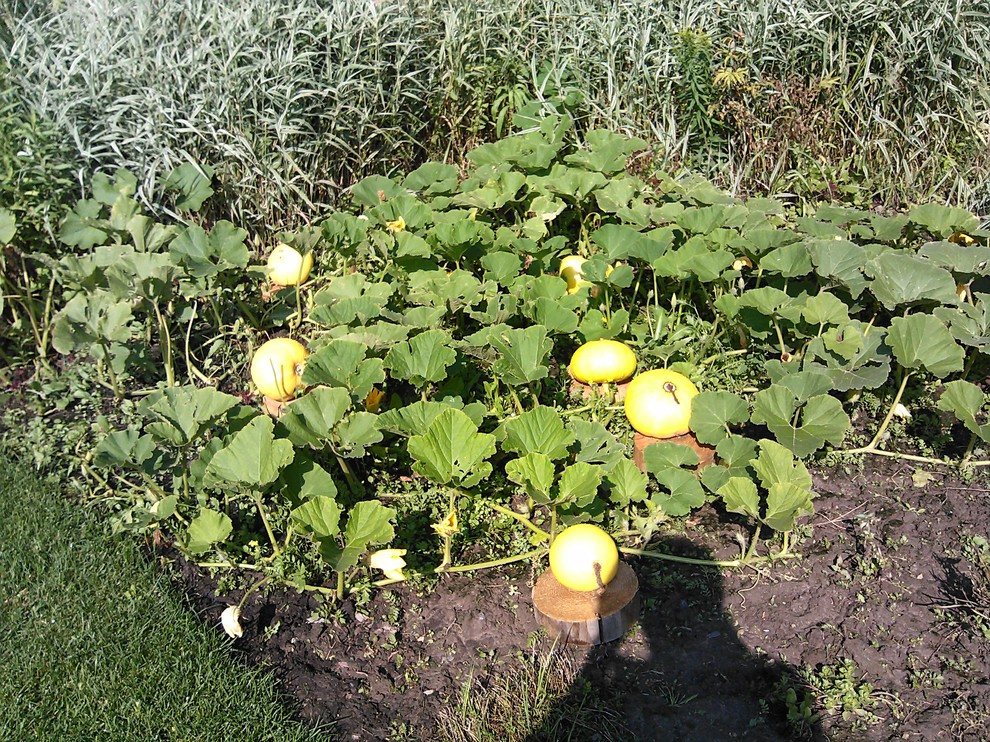 эко агротехника