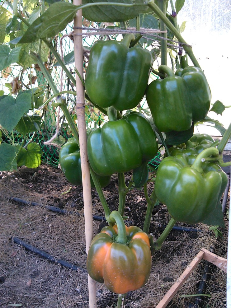 эко агротехника