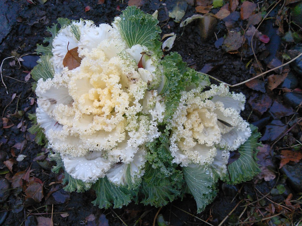 эко агротехника