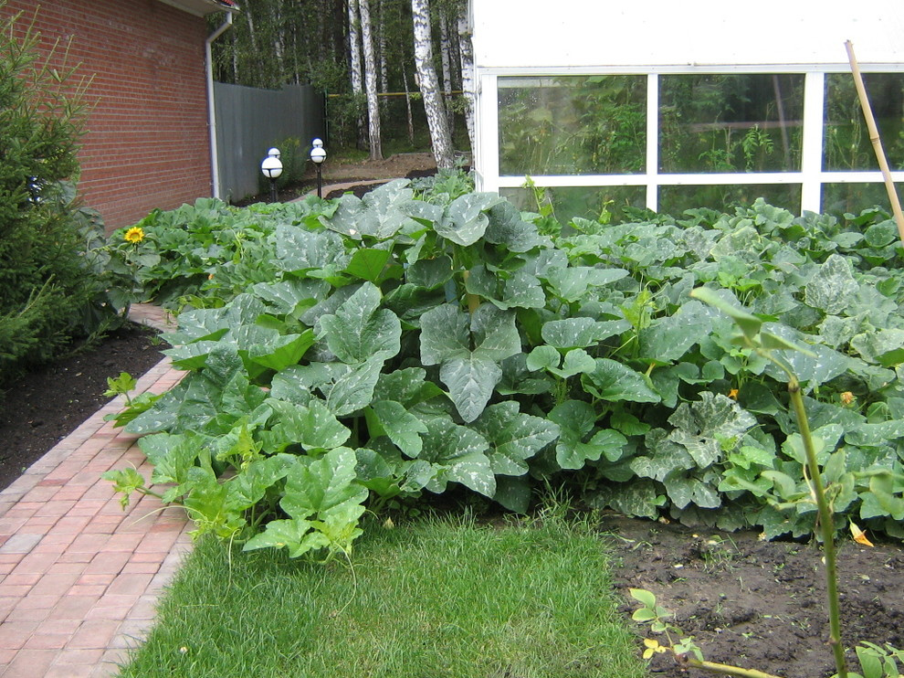 эко агротехника