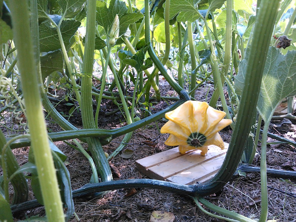 эко агротехника