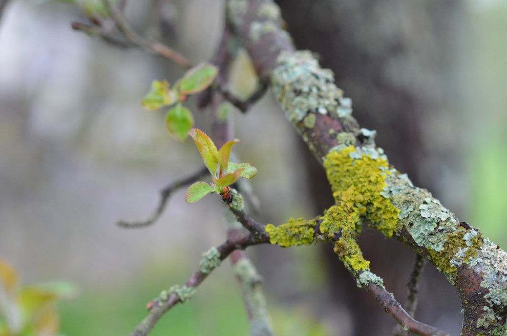 Садовый участок - весна