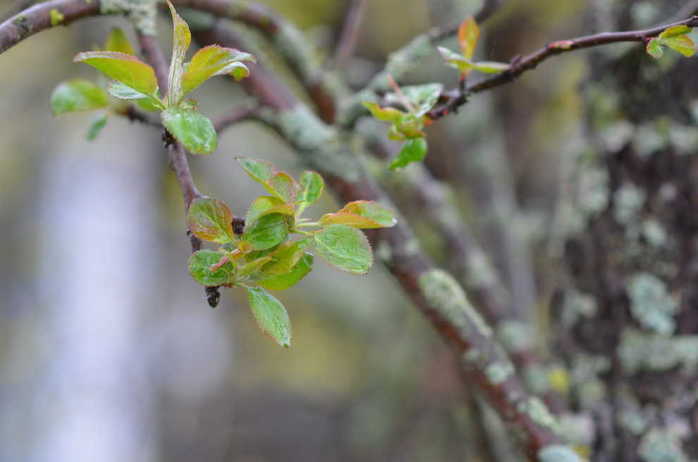 Садовый участок - весна