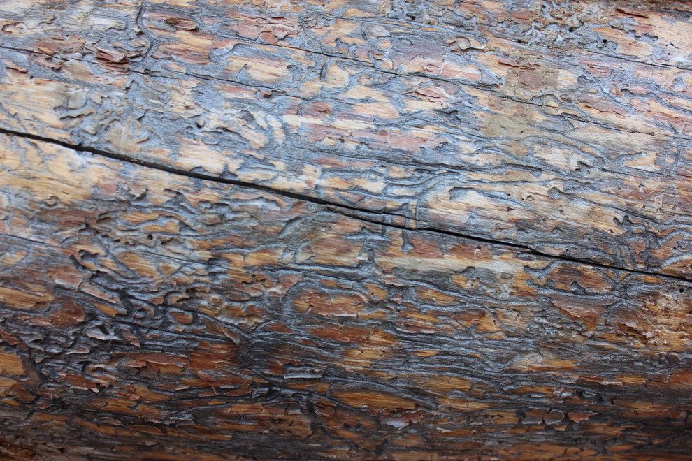 Дом с тотемом медведя