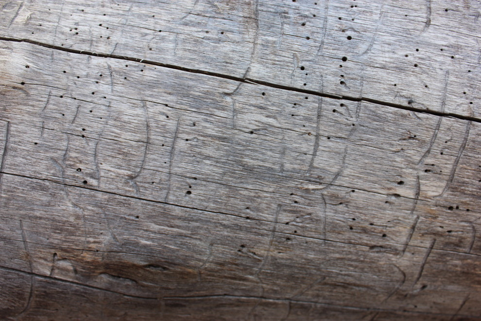 Дом с тотемом медведя