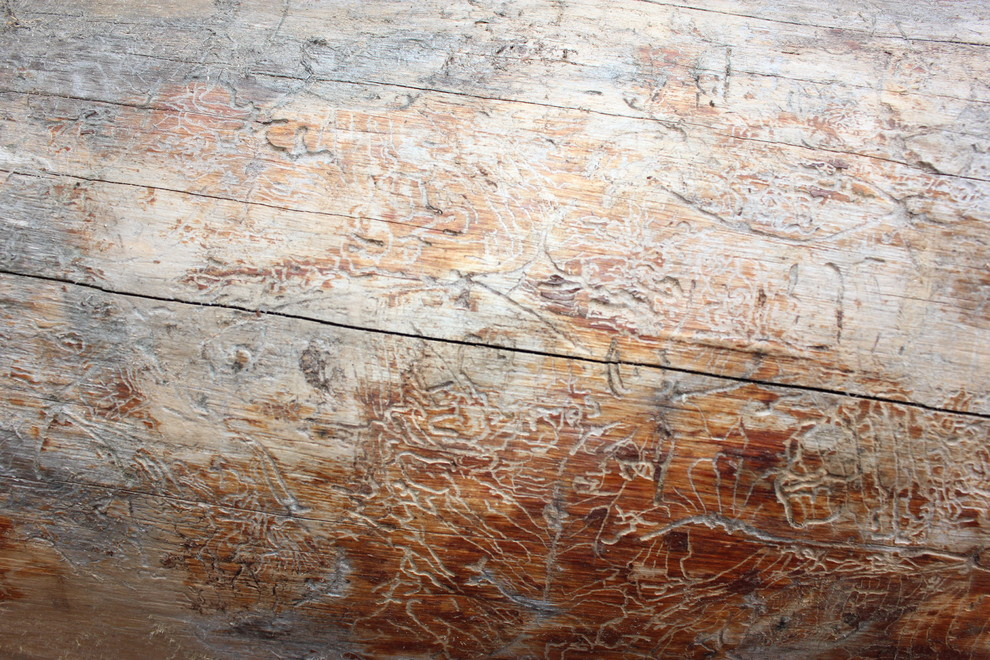 Дом с тотемом медведя