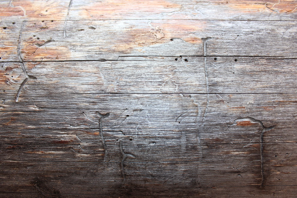 Дом с тотемом медведя