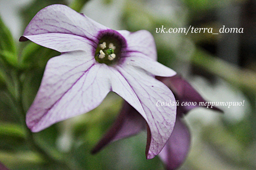 Питомник растений "Территория Дома"