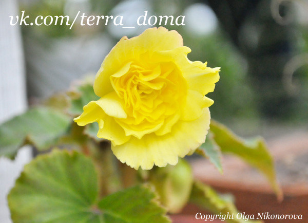 Питомник растений "Территория Дома"