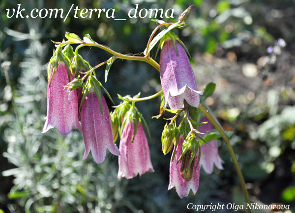 Питомник растений "Территория Дома"