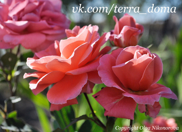 Питомник растений "Территория Дома"