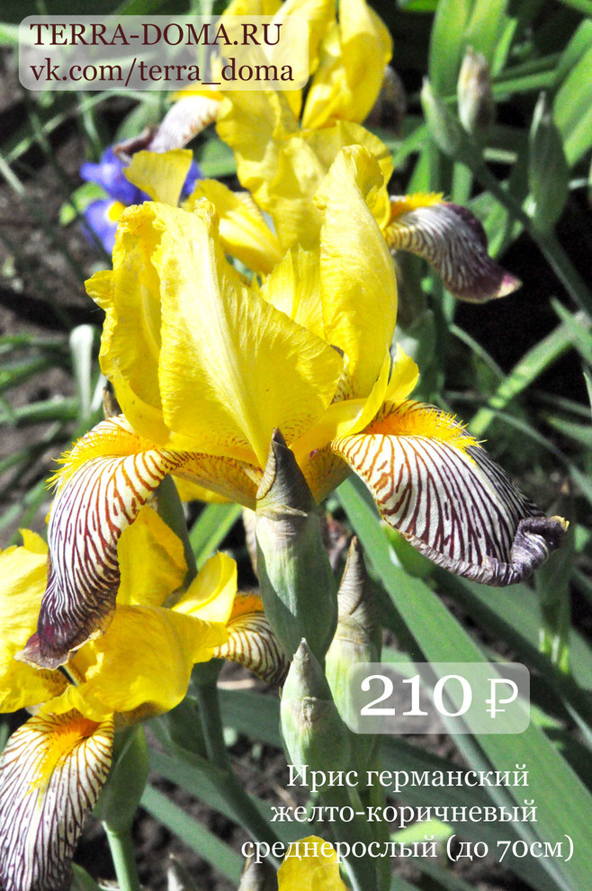 Питомник растений "Территория Дома"