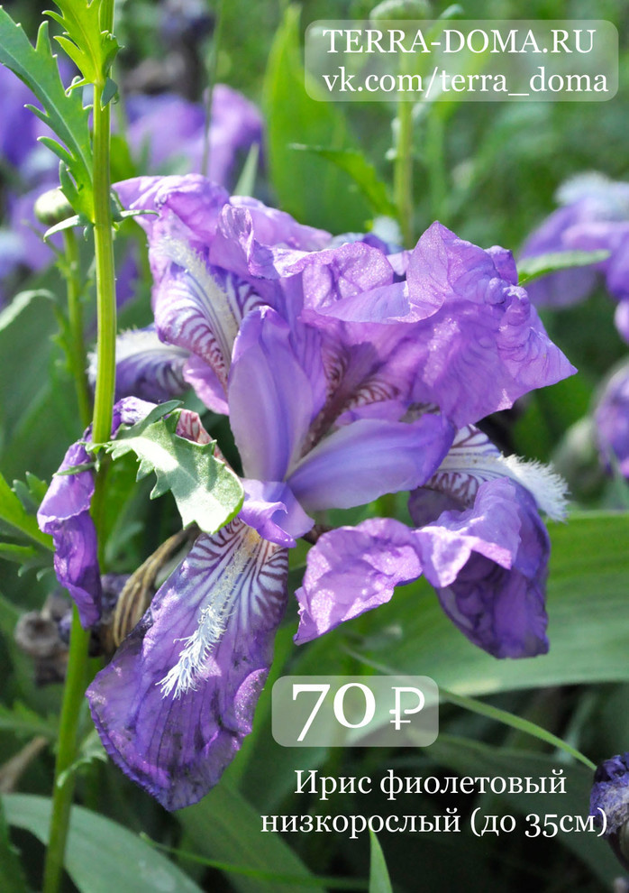 Питомник растений "Территория Дома"