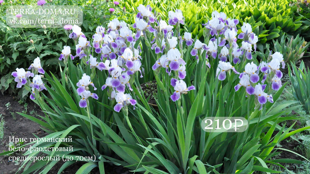 Обложка проекта: Питомник растений "Территория Дома"