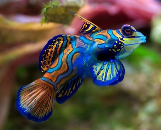 Морской аквариум