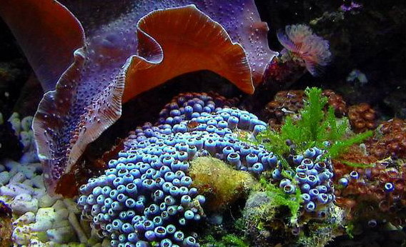 Живые кораллы