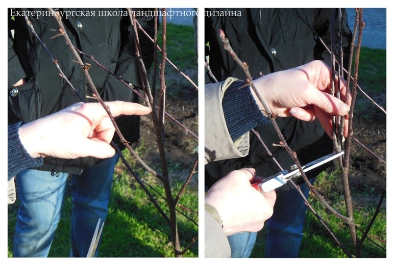 Школа ландшафтного дизайна