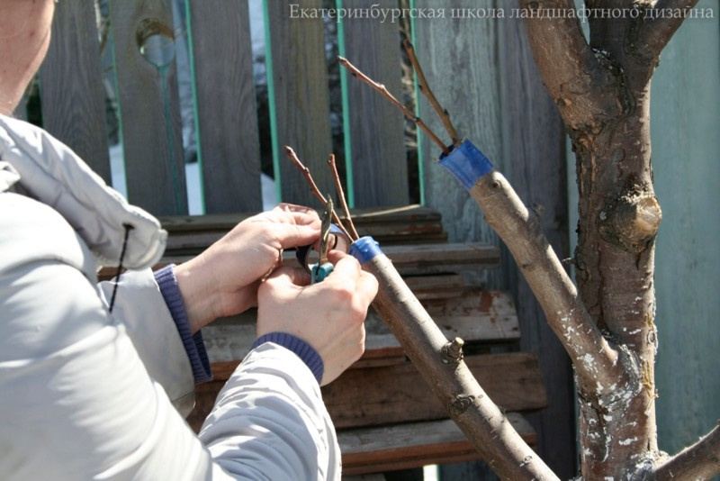 Школа ландшафтного дизайна