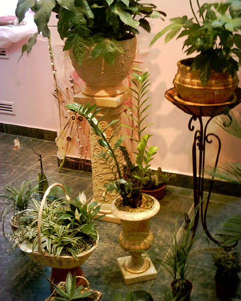 Флористика