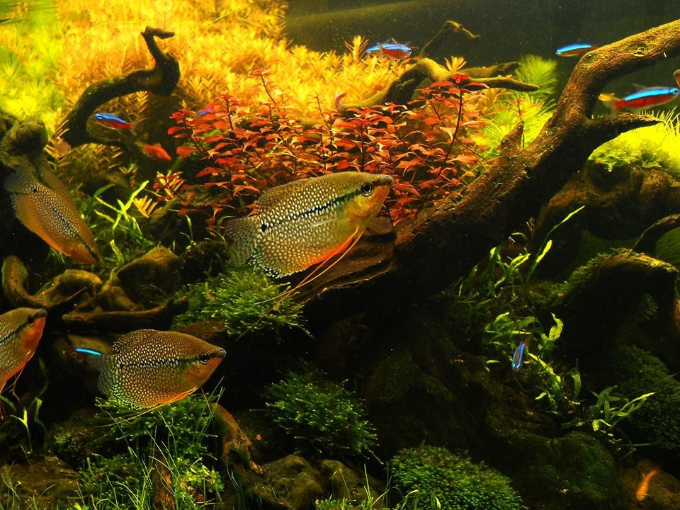 Аквадизайн