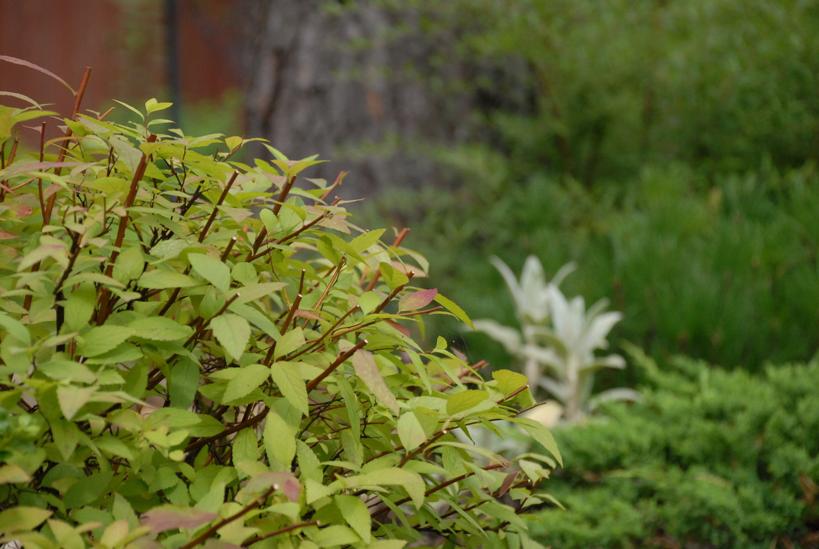 Деталь озеленения