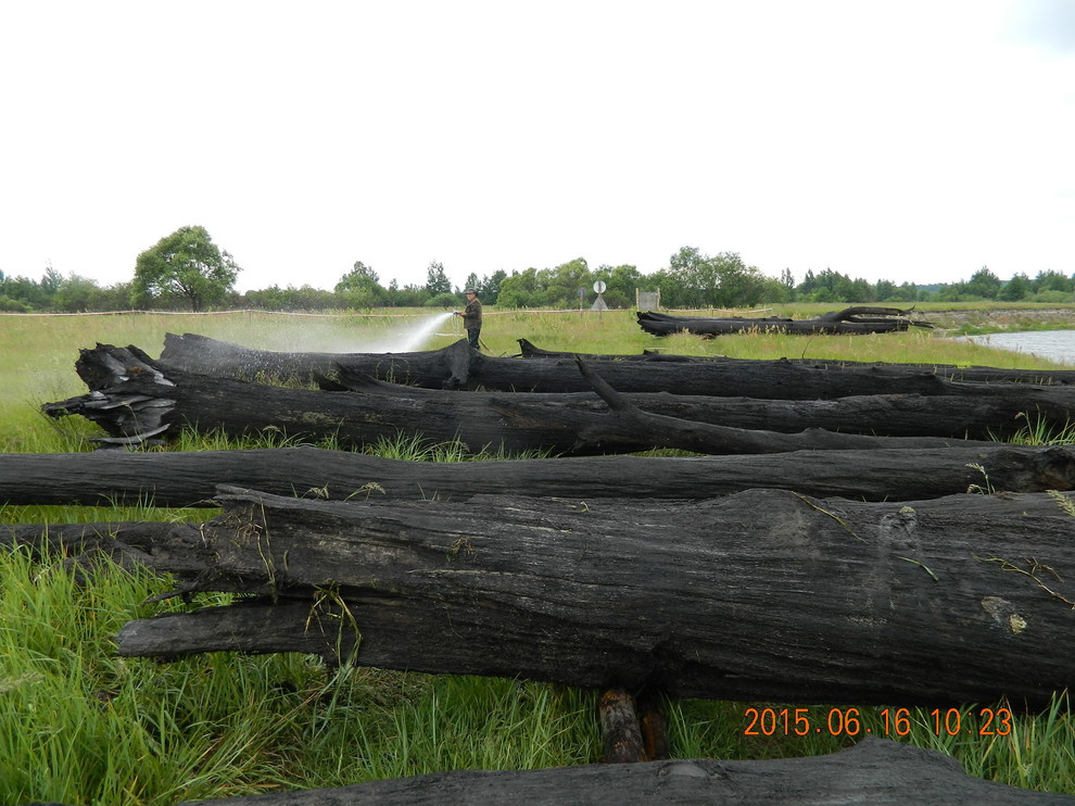 Морёный дуб  Bog Oak в стволах для  уникальных проектов различного направления.