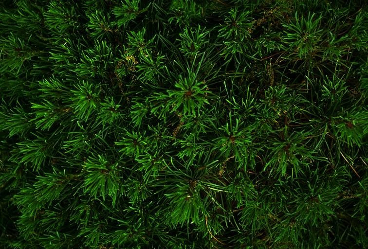 +7 /495/ 729-66-24.    http://www.canadagreendeer.ru