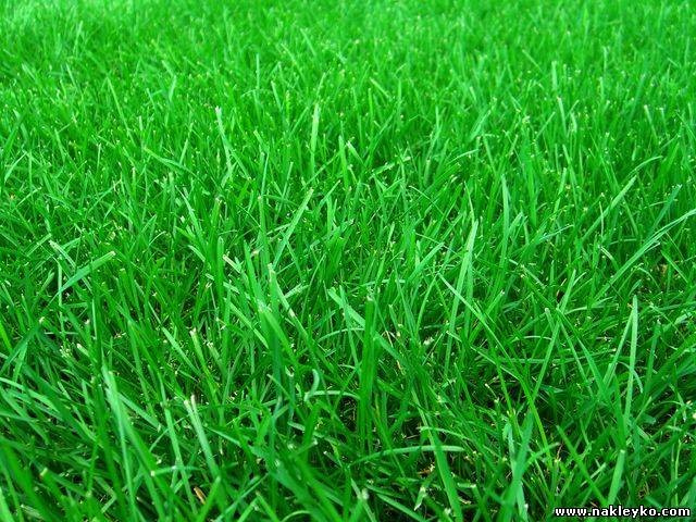 http://www.canadagreendeer.ru   +7 (495) 729-66-24.