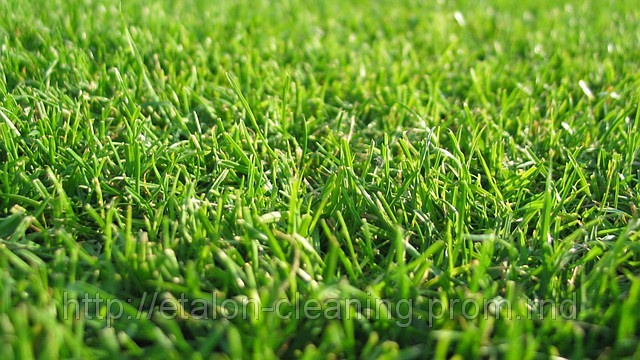 canadagreen   http://www.canadagreendeer.ru   +7 (495) 729-66-24.