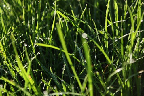 http://www.canadagreendeer.ru   +7 (495) 729-66-24. canadagreen!