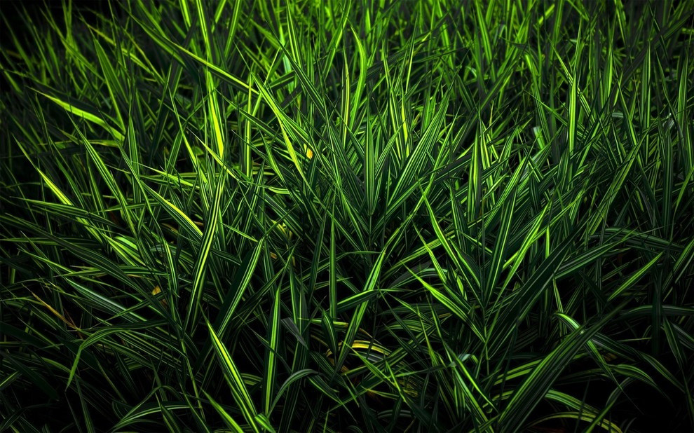 http://www.canadagreendeer.ru   +7 (495) 729-66-24.canadagreen!