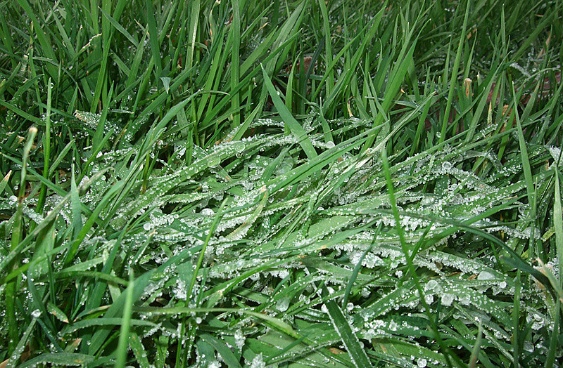 http://www.canadagreendeer.ru   +7 (495) 729-66-24.canadagreen!