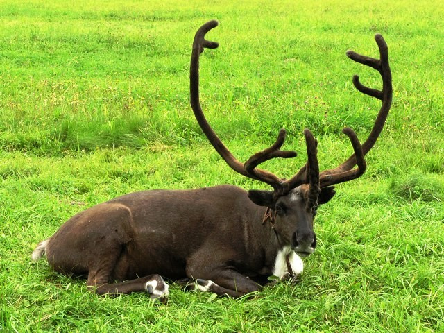 http://www.canadagreendeer.ru   +7 (495) 729-66-24.canadagreen!