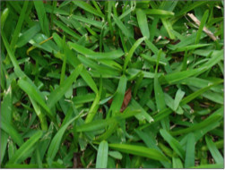http://www.canadagreendeer.ru   +7 (495) 729-66-24.canadagreen!