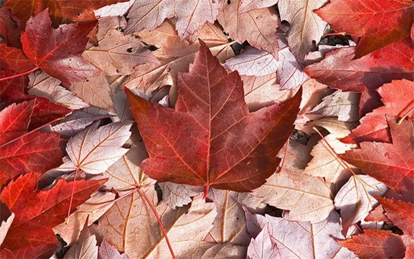 http://www.canadagreendeer.ru   +7 (495) 729-66-24.canadagreen!