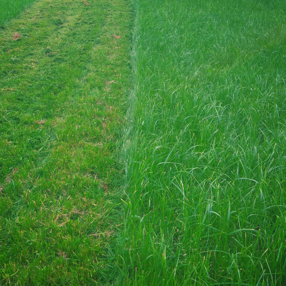 Газоны Канада Грин (Рулонный газон)