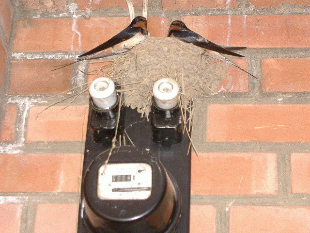 дизайн двора