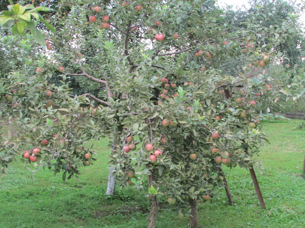 дизайн двора