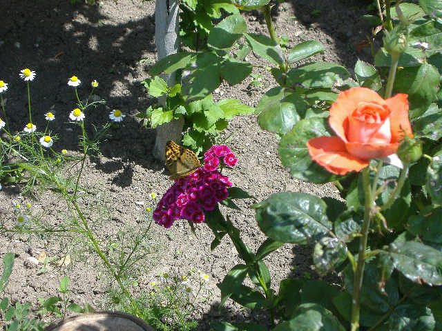 дизайн двора