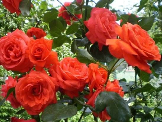 Обложка проекта: чистота в доме