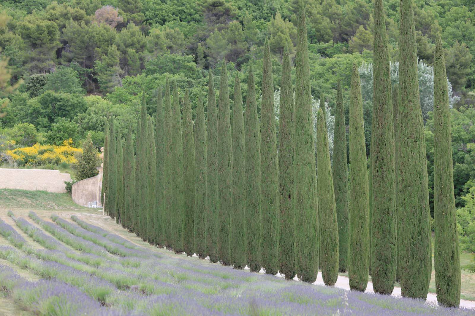 Красивый сад