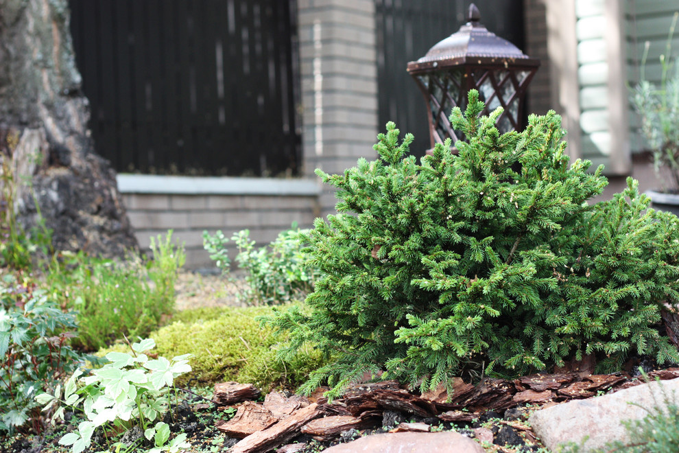 Обложка проекта: view from the forest