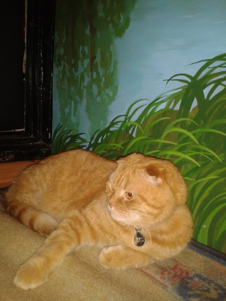 Кот на фоне расписанного шкафа в прихожей.